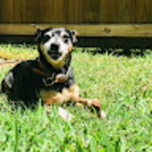 Meet your Posher, Alexa